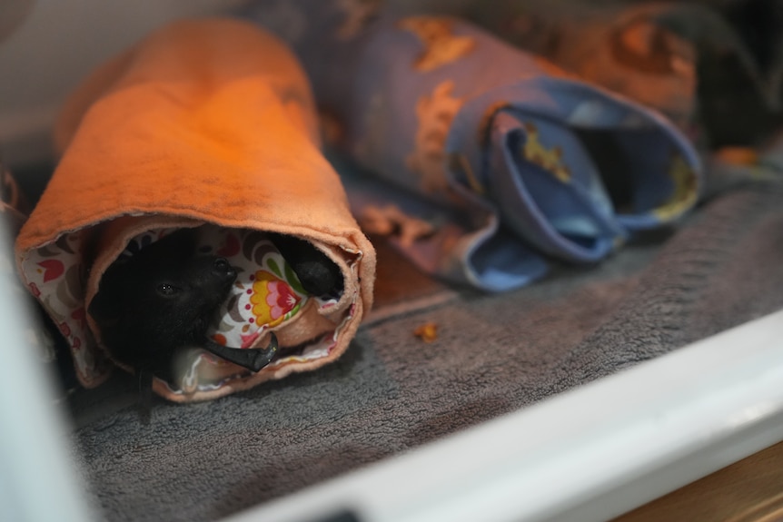 A rescued baby black flying fox resting in an incubator.