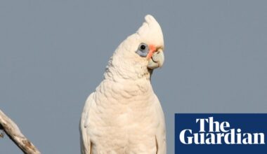 ‘They poo all over the yard’: little corellas are terrorising Kangaroo Island – and nothing can stop them | Kangaroo Island