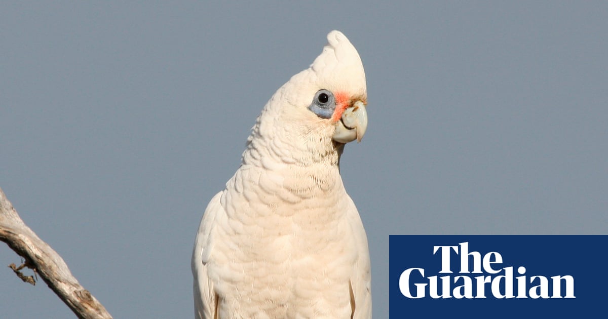 ‘They poo all over the yard’: little corellas are terrorising Kangaroo Island – and nothing can stop them | Kangaroo Island