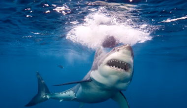 South Australia launches real-time shark warning site
