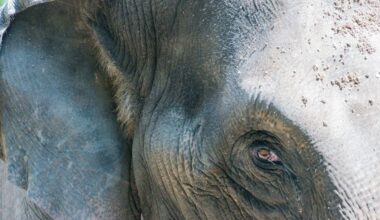 Residents relieved over capture of two male elephants