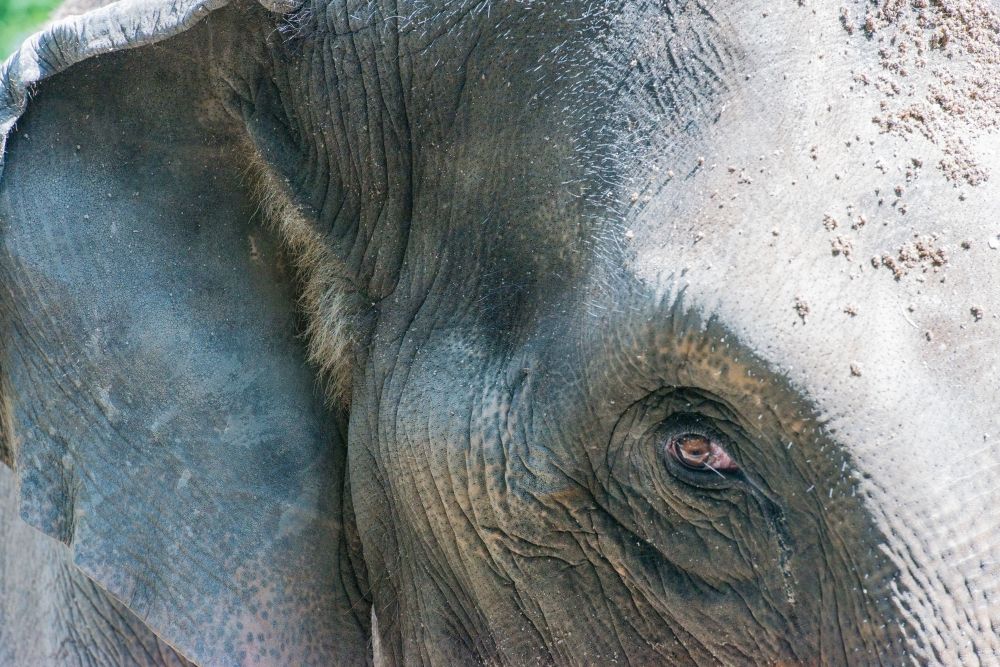 Residents relieved over capture of two male elephants