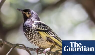 Poached: could a video of tree-climbing egg thieves help save Australia’s vulnerable honeyeaters? | Wildlife