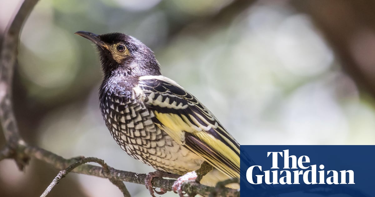 Poached: could a video of tree-climbing egg thieves help save Australia’s vulnerable honeyeaters? | Wildlife