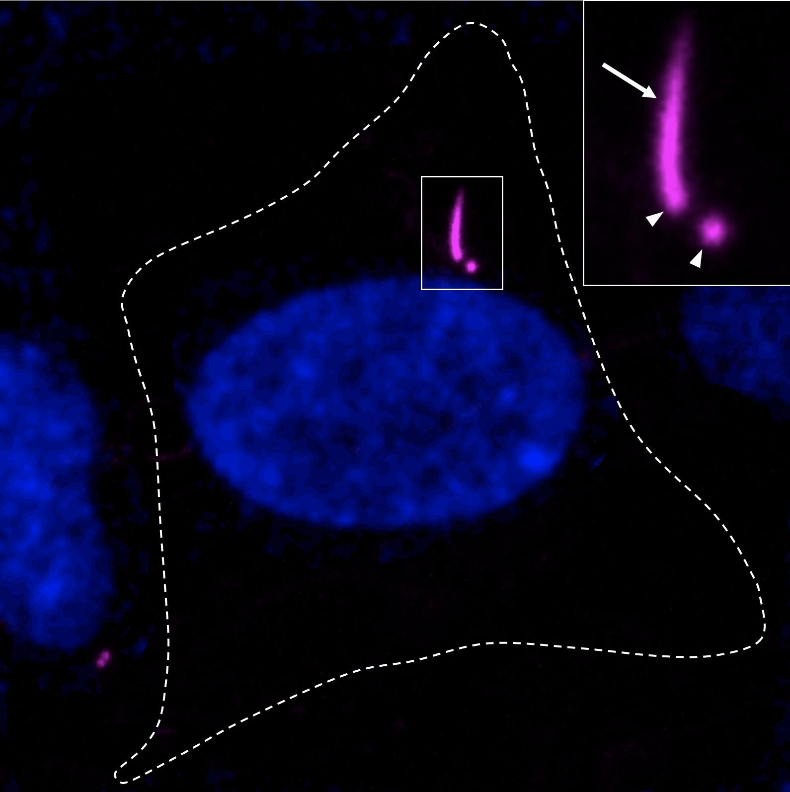 Spinning-disk imaging of live human Retinal Pigment Epithelial (RPE) -1 cells labelled with CenSpark-650 (magenta). DNA is in blue and the cell boundaries are shown with a dashed line. Inset (magenta only) highlights centrioles (arrowheads) and primary cilium (arrow). Credit: Pierre Gönczy © 2026 EPFL
