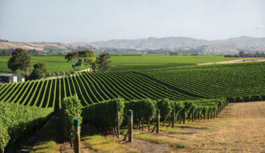 New Climate Modelling Platform Helps NZ Growers Make Long-Term Vineyard Decisions