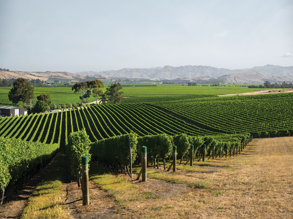 New Climate Modelling Platform Helps NZ Growers Make Long-Term Vineyard Decisions