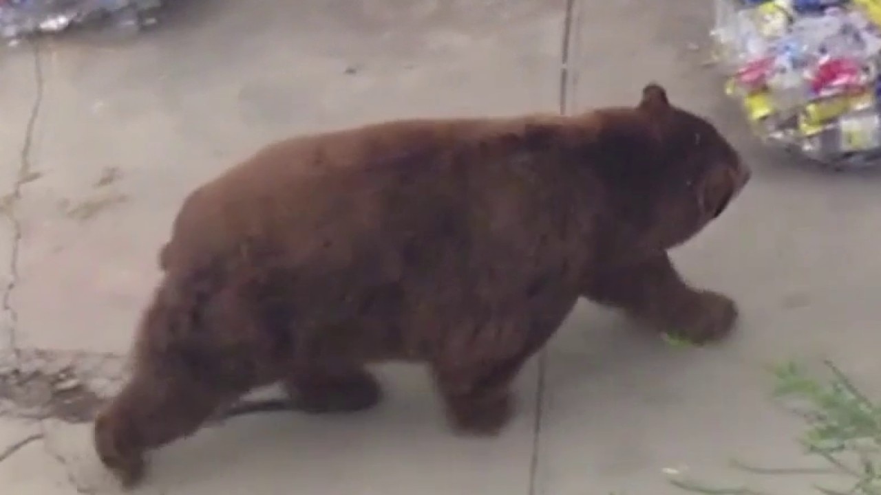 Giant bear spotted in Fillmore neighborhood