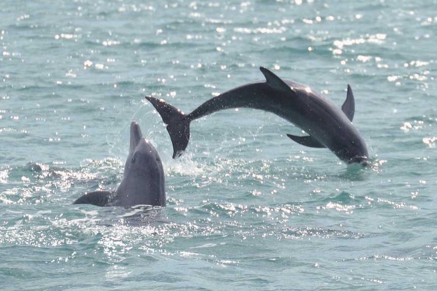 Two dolphins jumping out of an ocean.