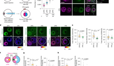 Cytoplasmic competition between separate parental pronuclei in zygotes