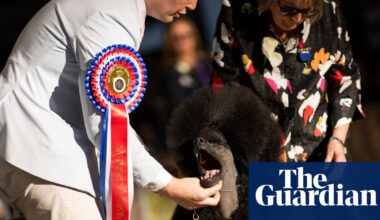 Sit, stay, slay: Anton the poodle named best in show at Sydney’s Royal Easter Show | Dogs