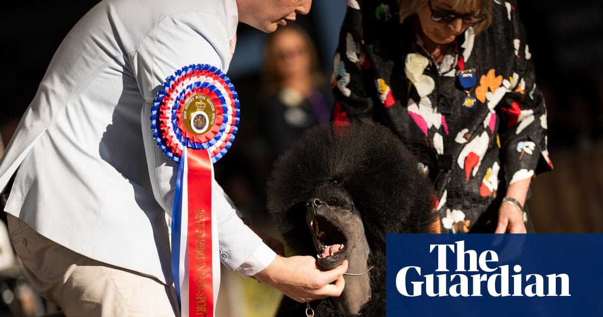 Sit, stay, slay: Anton the poodle named best in show at Sydney’s Royal Easter Show | Dogs