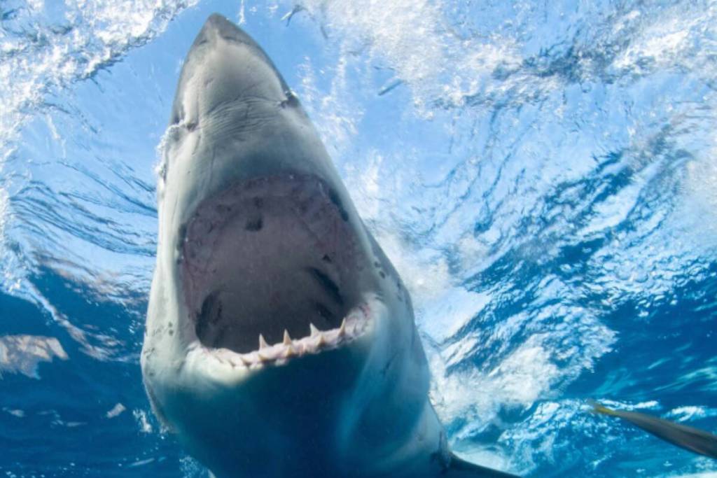 Seattle-based Marine Conservation Science Institute's satellite data showed a great white shark called Kara was seen on Vancouver Island for the second time within two months. (Courtesy of Michael Domeier Instagram)