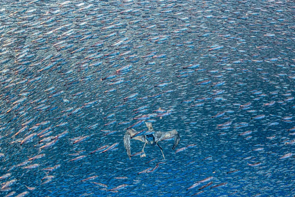 A wedge-tailed shearwater dives through a vast school of lanternfish beneath the surface off Costa Rica, the bird tiny and wings outstretched amid thousands of silver fish 