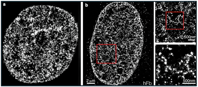 The Fluid Mosaic Model of chromatin organization: integrating dynamics, conformational heterogeneity and multiscale organization