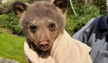 This bear cub was rescued from a Maple Ridge neighbourhood on April 15. (Special to The News)