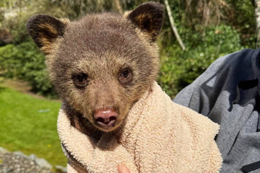 This bear cub was rescued from a Maple Ridge neighbourhood on April 15. (Special to The News)