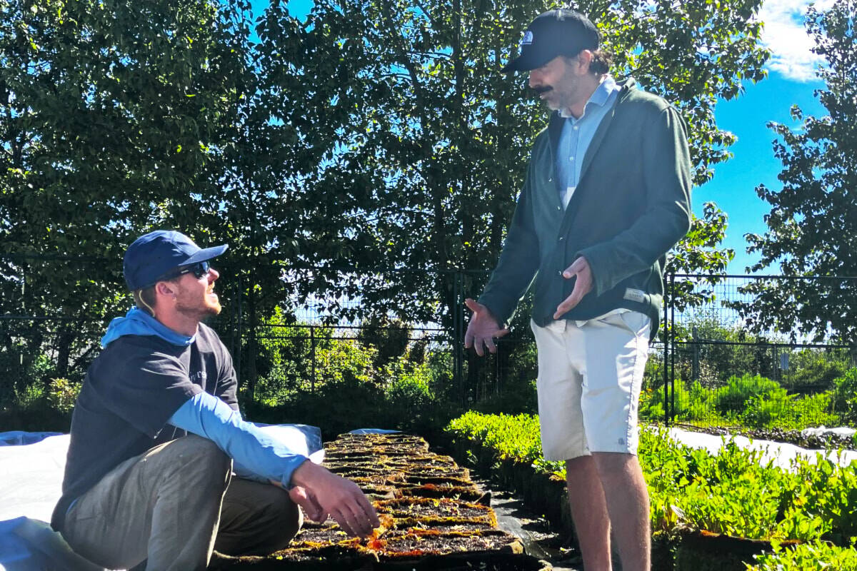 Raj Behari, of Shellter Rapid Compost and FED Urban Farm manager Liam Simcic talk growing options at the Vic West farm during the launch of the study in 2025. (Christine van Reeuwyk/Victoria News)