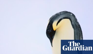 Mass drowning of chicks puts emperor penguins at risk of extinction | Climate crisis