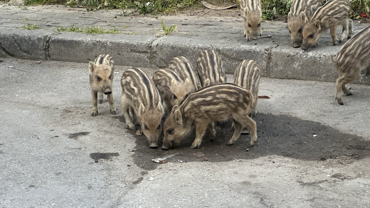 Wild boars move into city, dine with street cats in Türkiye