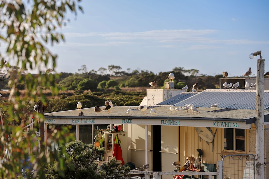 Seagulls sit on top of the tin roof of a small white weatherboard building. There are signs on the building for fish varieties.