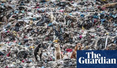 Germany was largest exporter of plastic waste in 2025, sending 810,000 tonnes overseas, analysis finds | Plastics