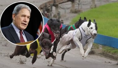 Greyhound bosses admit battle to keep dog racing alive is over