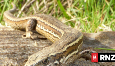Grass skinks make way for Woodend Bypass