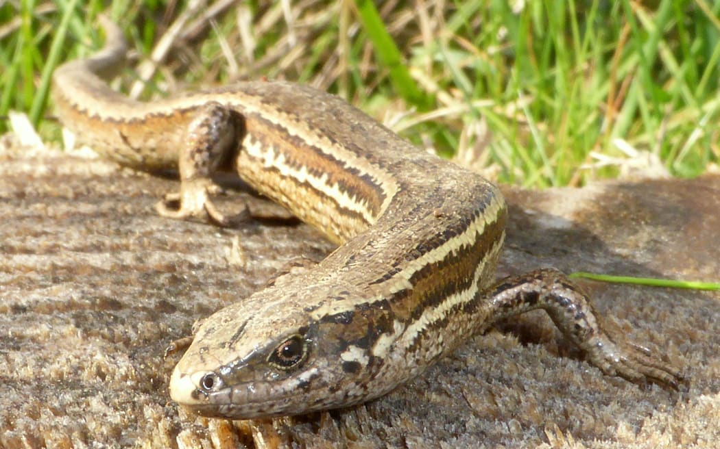 A Canterbury grass skink.