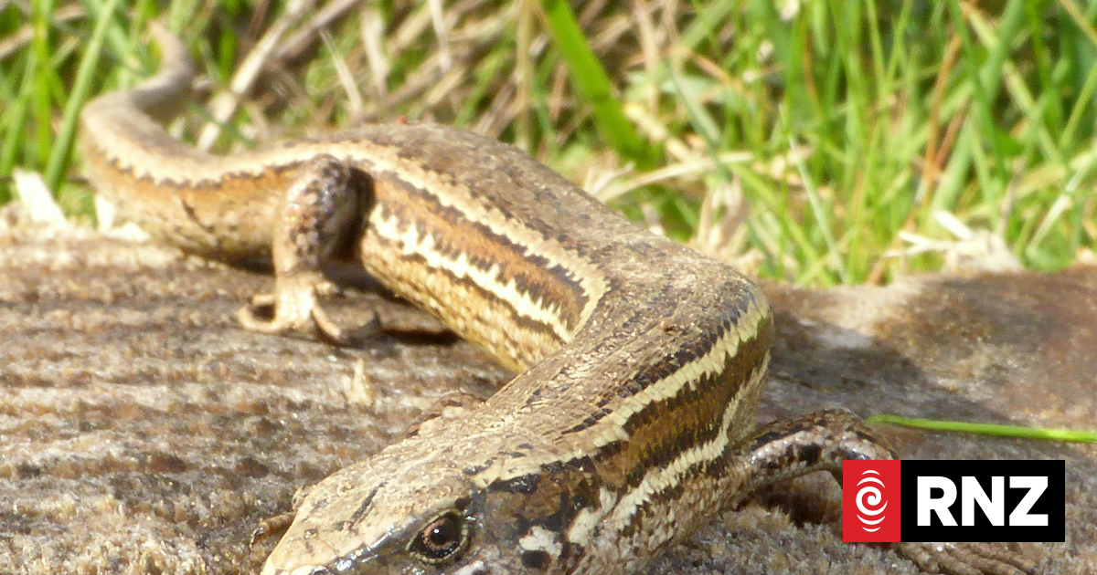 Grass skinks make way for Woodend Bypass