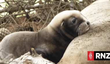 Otago sea lion colony hits major population milestone - with 38 new pups