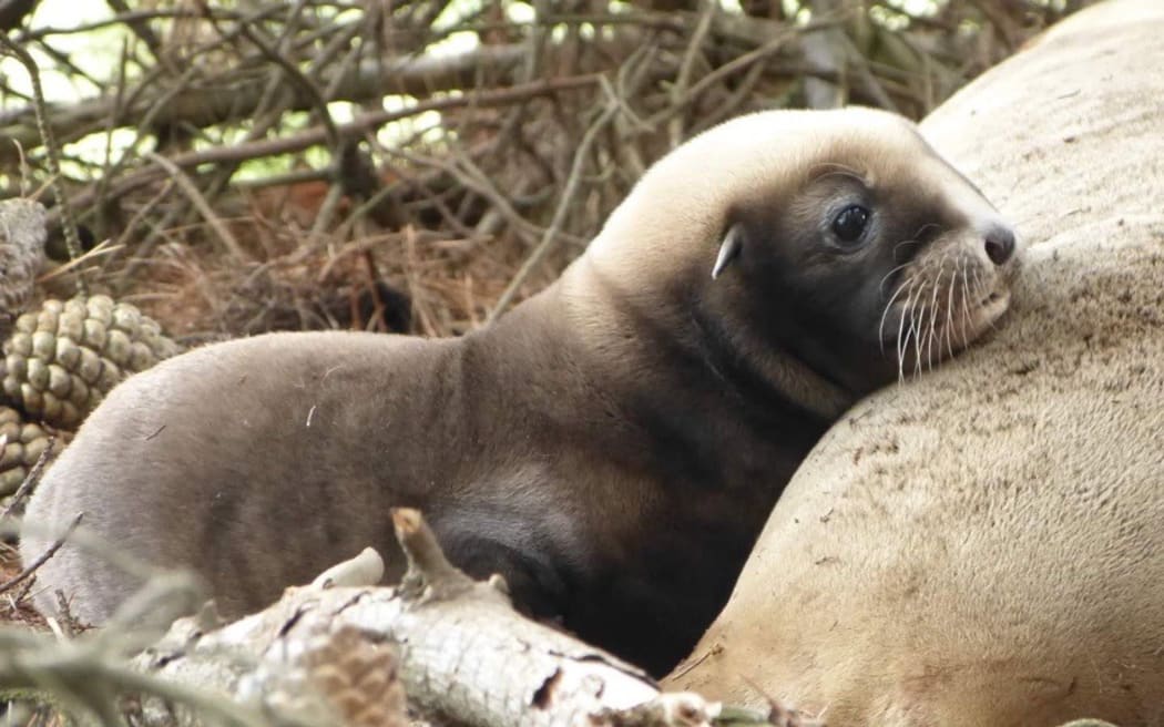 A pup using it's mum, Hipi, as a pillow.
