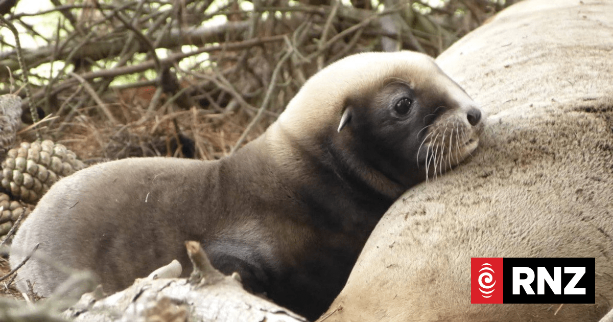 Otago sea lion colony hits major population milestone - with 38 new pups