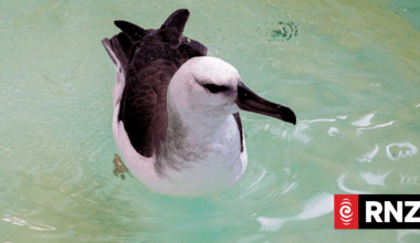 Wild weather keeps Palmerston North's Wildbase Hospital busy with displaced seabirds