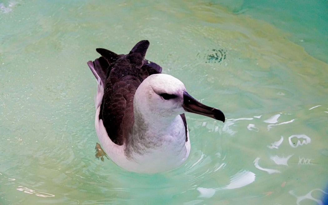 It was treated at Wildbase Hospital in Palmerston North
