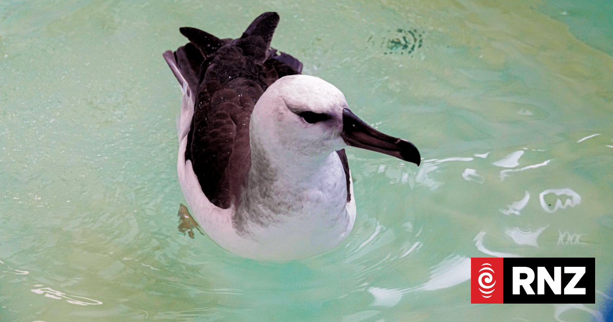 Wild weather keeps Palmerston North's Wildbase Hospital busy with displaced seabirds