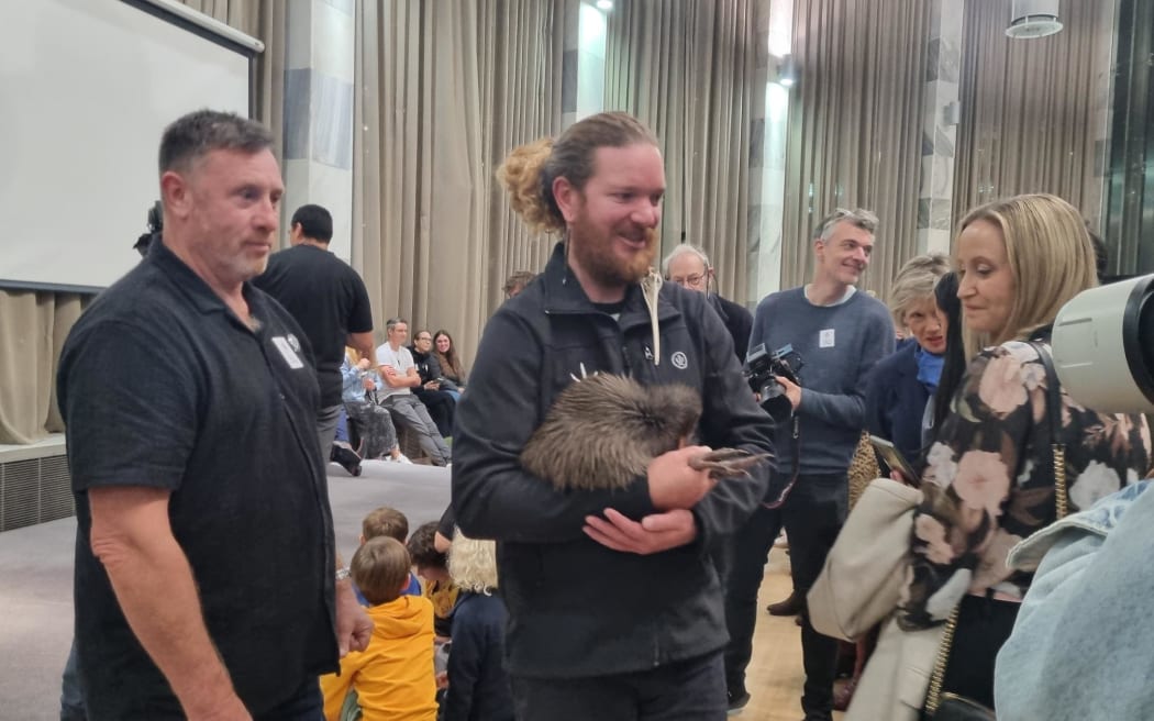 After years of predator control on over more than 23,000 hectares, Capital Kiwi returned kiwi to Wellington for the first time in at least a century back in 2022.