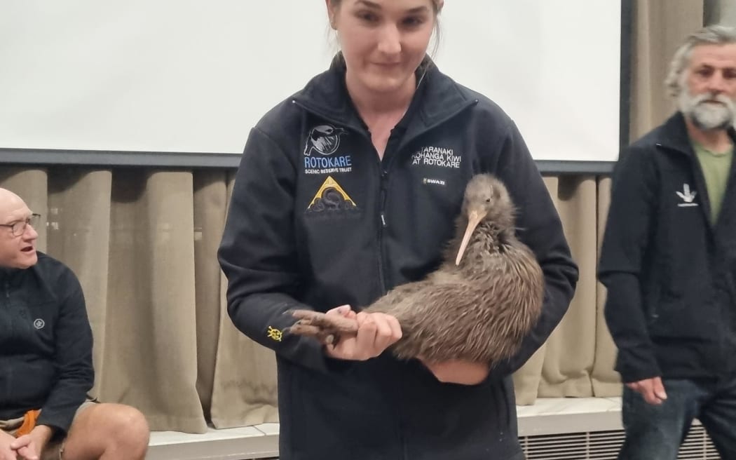 After years of predator control on over more than 23,000 hectares, Capital Kiwi returned kiwi to Wellington for the first time in at least a century back in 2022.