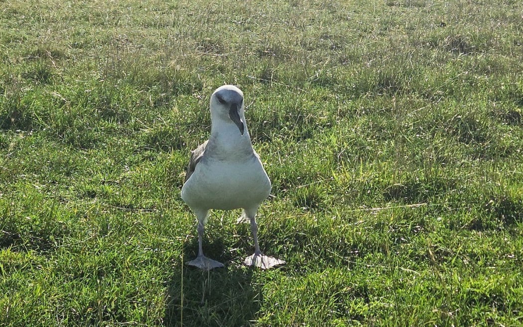 An albatross found in Pirinoa after last week's storm.