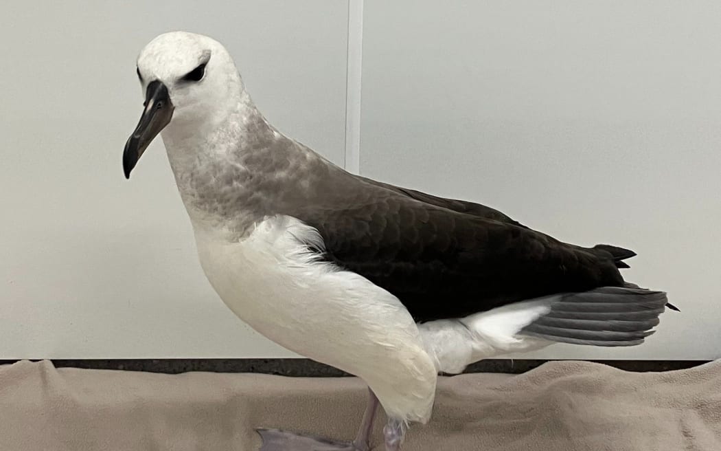 An albatross recovering at Wildbase after being blown ashore in last week's storm.