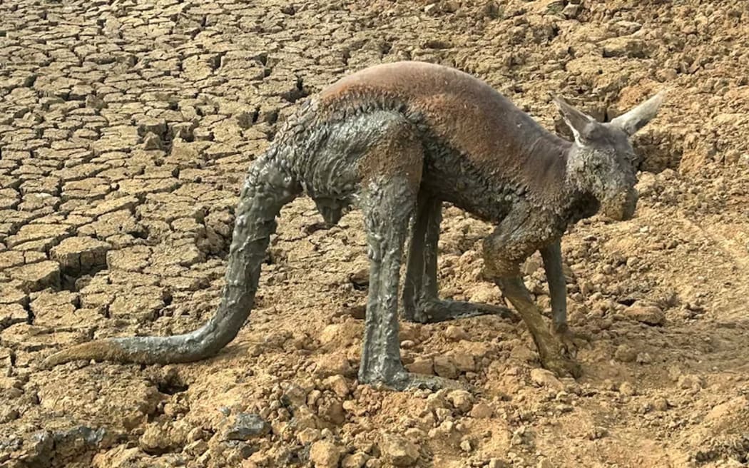 Scott Richardson is relieved his kangaroo rescue ended happily.