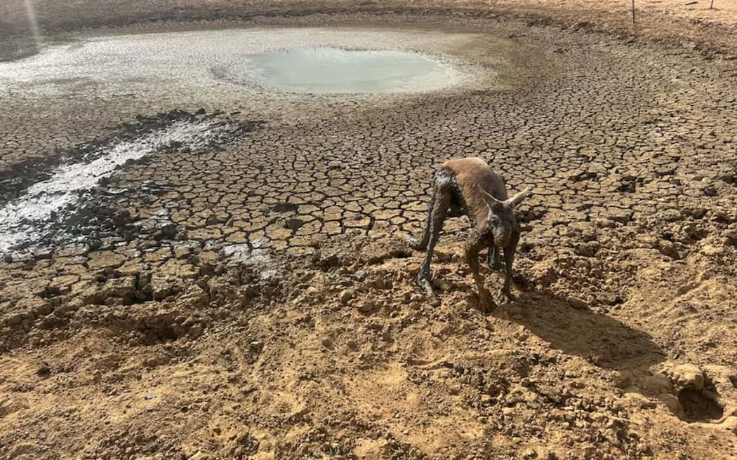 This skinny kangaroo had a lucky escape from the dry dam.