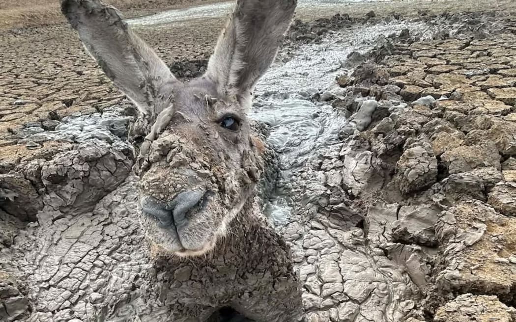 The land is dry and water is scarce in Central West NSW.