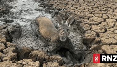 Farmer rescues kangaroo from mud in dry dam as drought conditions hit western NSW
