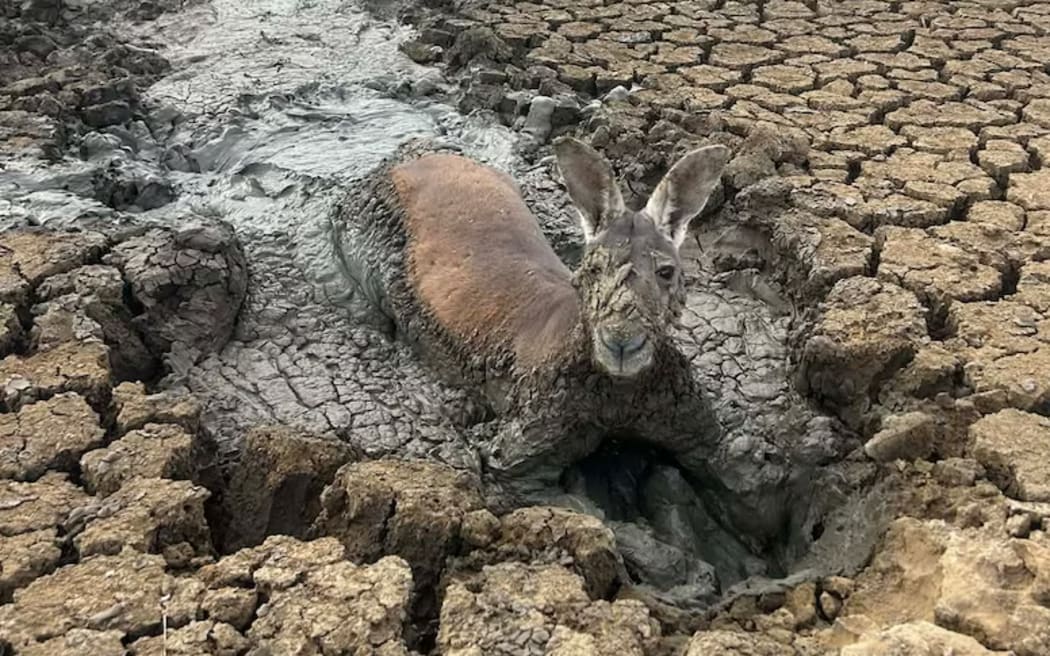This kangaroo became trapped in swampy mud in a dry dam in Narromine.