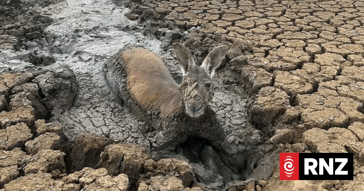 Farmer rescues kangaroo from mud in dry dam as drought conditions hit western NSW