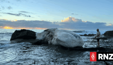 Beaches at Sydney's Royal National Park close after dead whale brings 'significant' shark activity