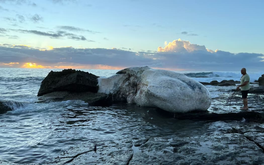Surf lifesavers noticed the whale carcass on Saturday morning on the southern end of Era Beach.