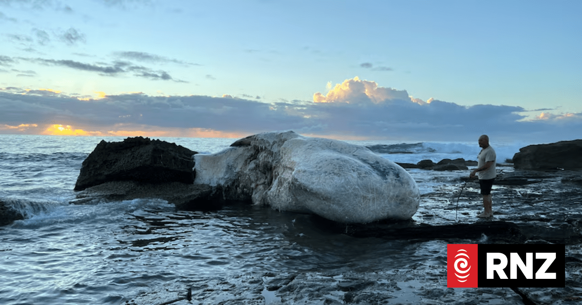 Beaches at Sydney's Royal National Park close after dead whale brings 'significant' shark activity