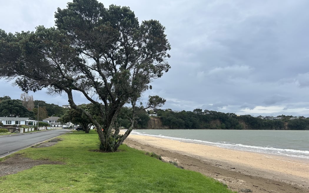 "Tyler's tree" at Arkles Bay pictured on Friday.